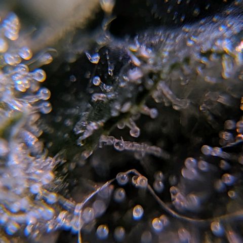 GSC #1 growlog timeline photo
