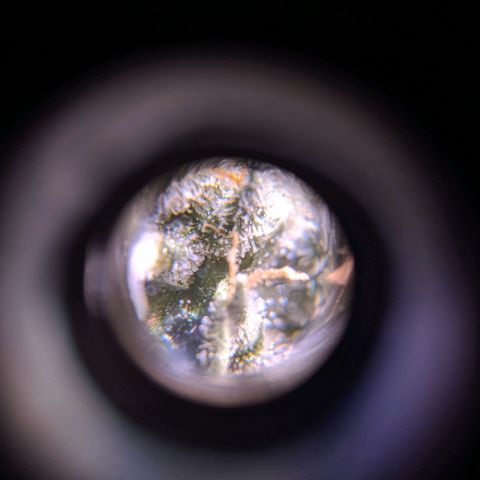 GSC #1 growlog timeline photo