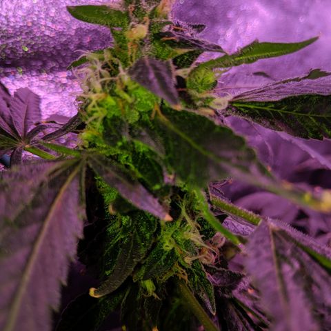 GSC #1 growlog timeline photo
