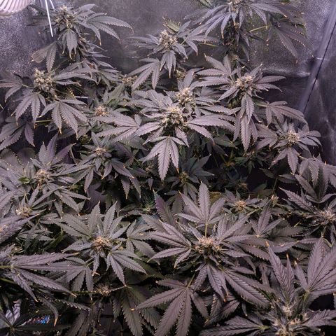 GSC #1 growlog timeline photo