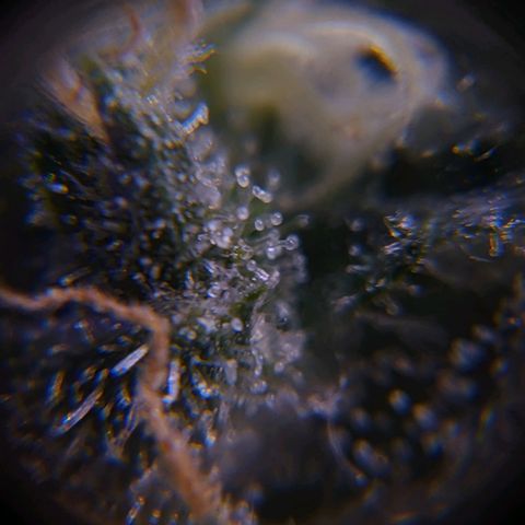 GSC #1 growlog timeline photo