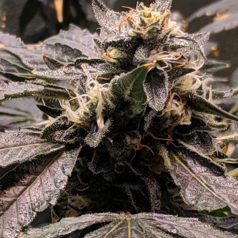 GSC #1 growlog timeline photo