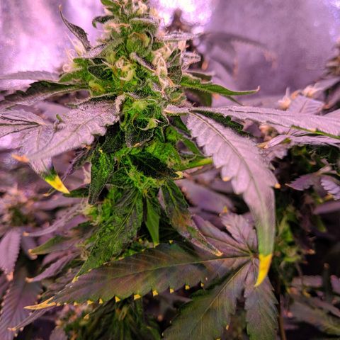 GSC #1 growlog timeline photo