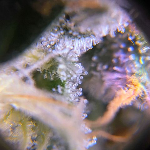 GSC #1 growlog timeline photo