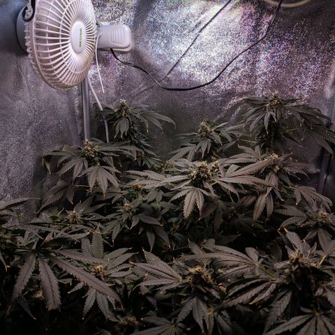 GSC #1 growlog timeline photo