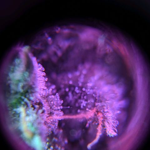 GSC #1 growlog timeline photo