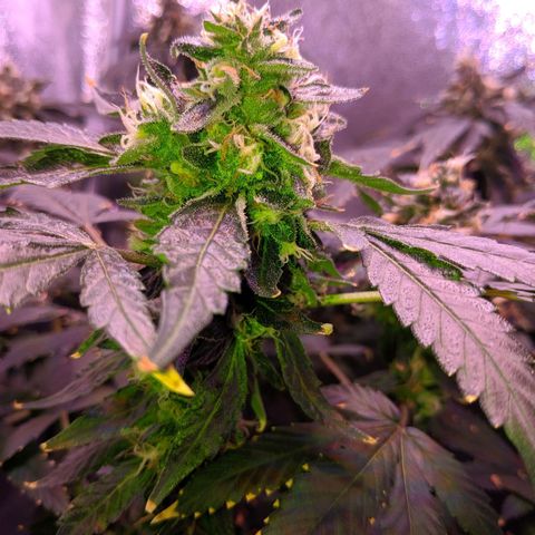 GSC #1 growlog timeline photo