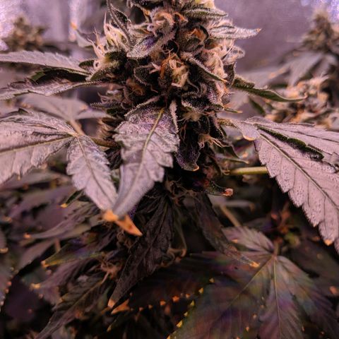 GSC #1 growlog timeline photo