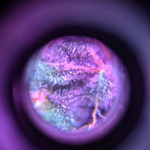 GSC #1 growlog timeline photo