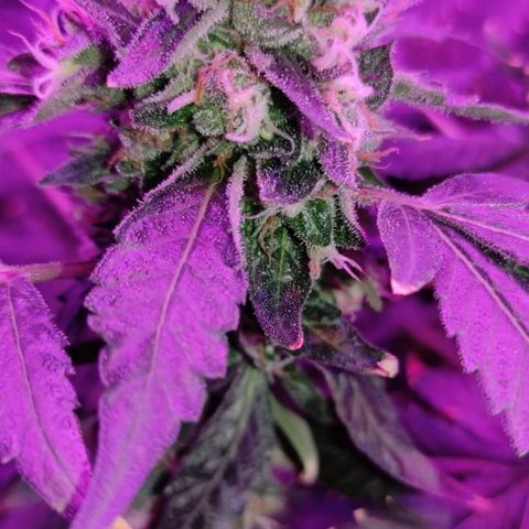 GSC #1 growlog timeline photo