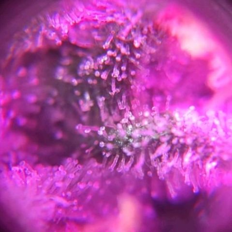 GSC #1 growlog timeline photo