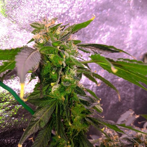 GSC #1 growlog timeline photo
