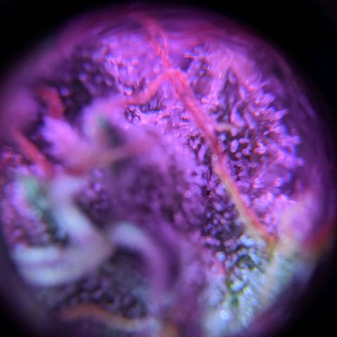 GSC #1 growlog timeline photo