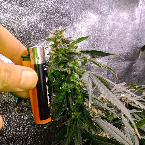 GSC #1 growlog timeline photo