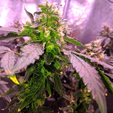 GSC #1 growlog timeline photo