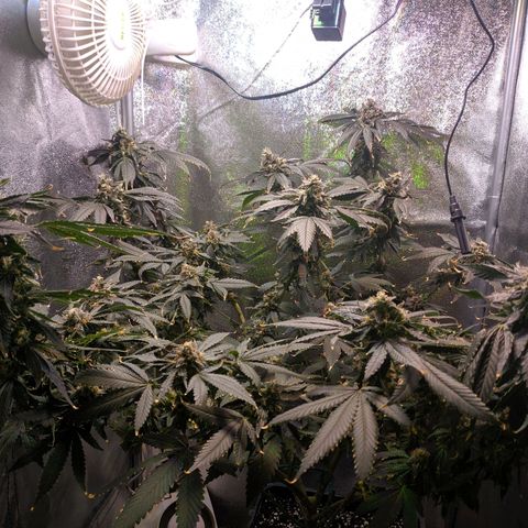 GSC #1 growlog timeline photo