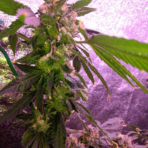 GSC #1 growlog timeline photo