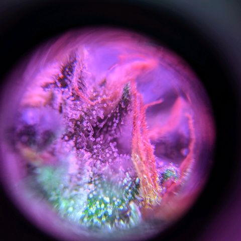 GSC #1 growlog timeline photo