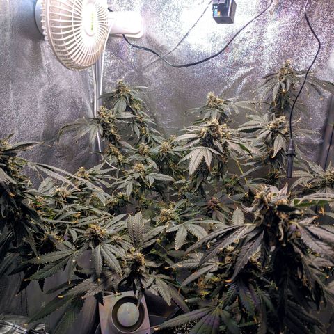 GSC #1 growlog timeline photo