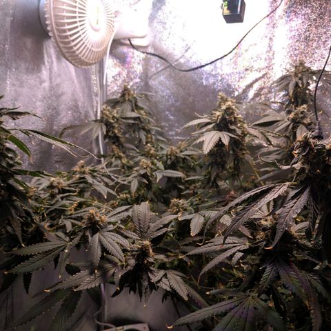GSC #1 growlog timeline photo