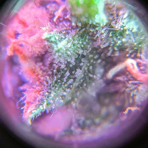 GSC #1 growlog timeline photo