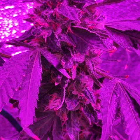 GSC #1 growlog timeline photo