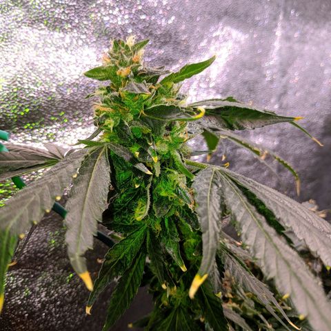 GSC #1 growlog timeline photo