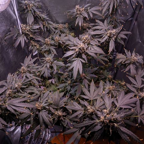 GSC #1 growlog timeline photo