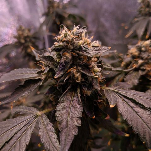 GSC #1 growlog timeline photo