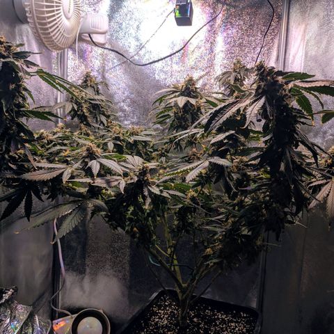 GSC #1 growlog timeline photo