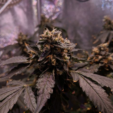 GSC #1 growlog timeline photo