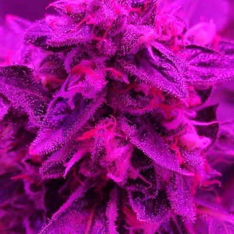 GSC #1 growlog timeline photo