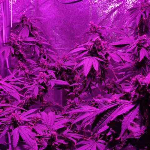GSC #1 growlog timeline photo