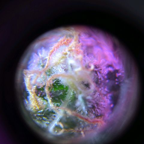 GSC #1 growlog timeline photo