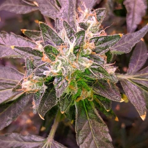 GSC #1 growlog timeline photo