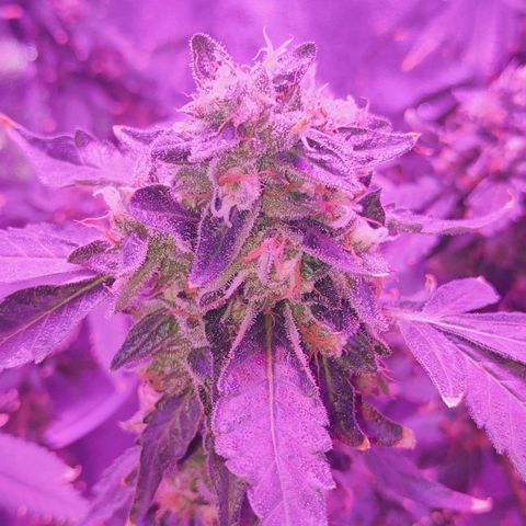 GSC #1 growlog timeline photo