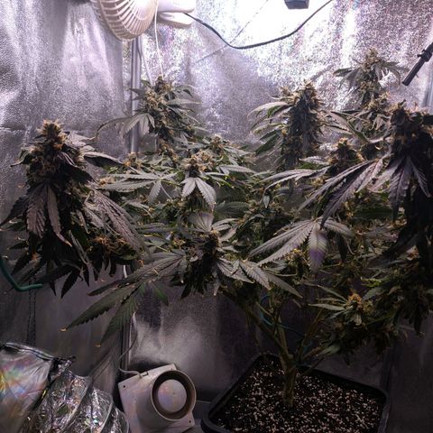 GSC #1 growlog timeline photo