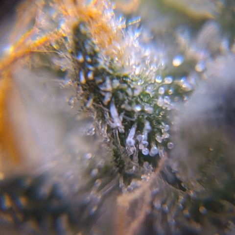 GSC #1 growlog timeline photo