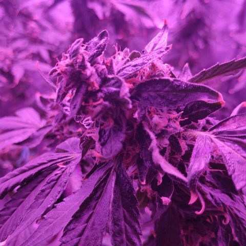 GSC #1 growlog timeline photo