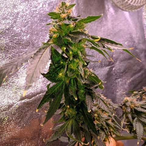 GSC #1 growlog timeline photo