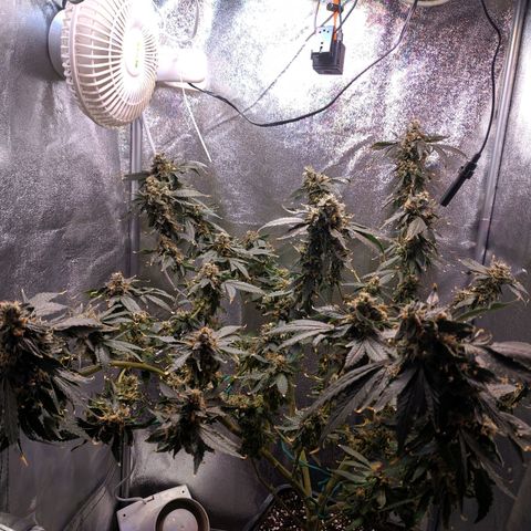 GSC #1 growlog timeline photo
