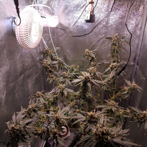 GSC #1 growlog timeline photo