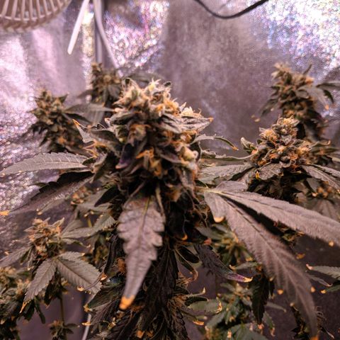 GSC #1 growlog timeline photo