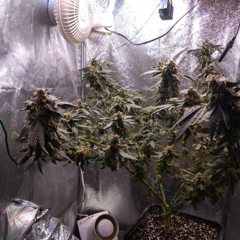 GSC #1 growlog timeline photo