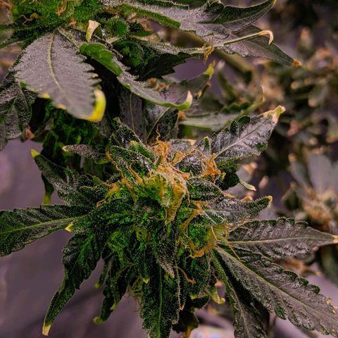 GSC #1 growlog timeline photo