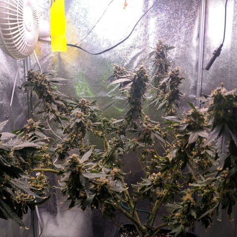 GSC #1 growlog timeline photo