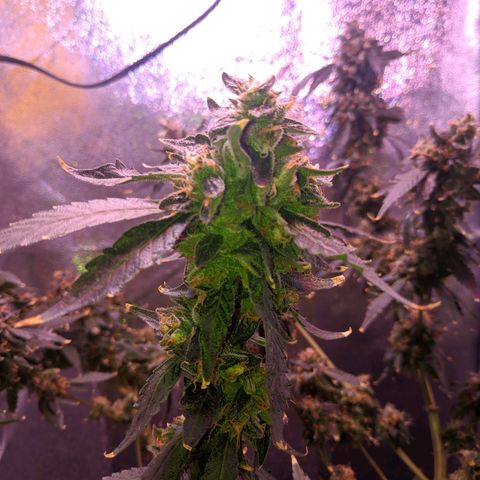 GSC #1 growlog timeline photo