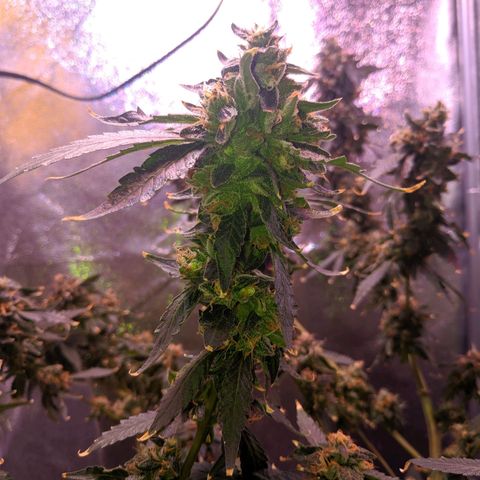 GSC #1 growlog timeline photo