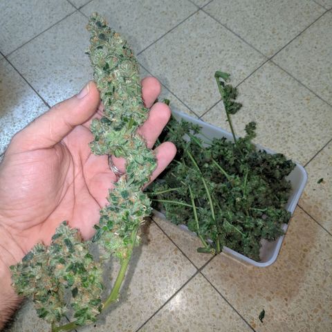 GSC #1 growlog timeline photo