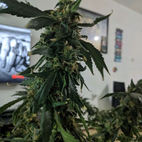 GSC #1 growlog timeline photo